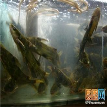黄丫头统货